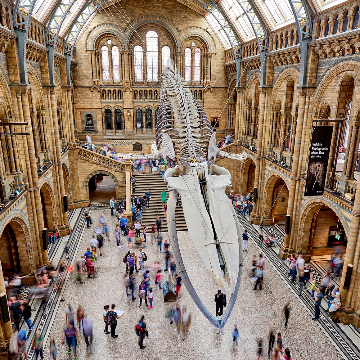 Recordbreaking visitor numbers for the Natural History Museum in